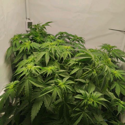 Goat'lato growlog timeline photo
