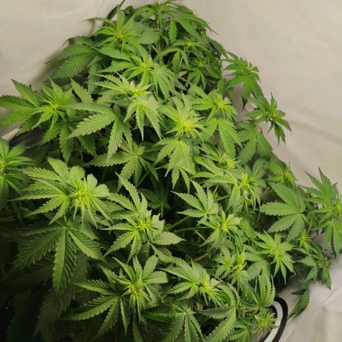 Goat'lato growlog photo: Alles auf Position. Muss mal absehen wie sich das entwickelt. Denke ich werde bei Woche 7 Lollipoppen und dann das Netz spannen