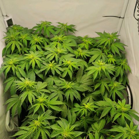 Goat'lato growlog timeline photo