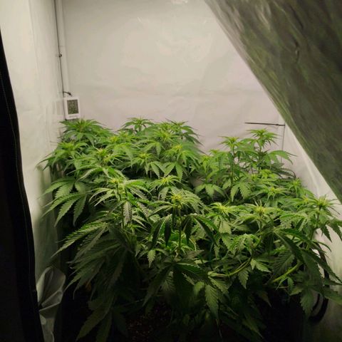 Goat'lato growlog timeline photo