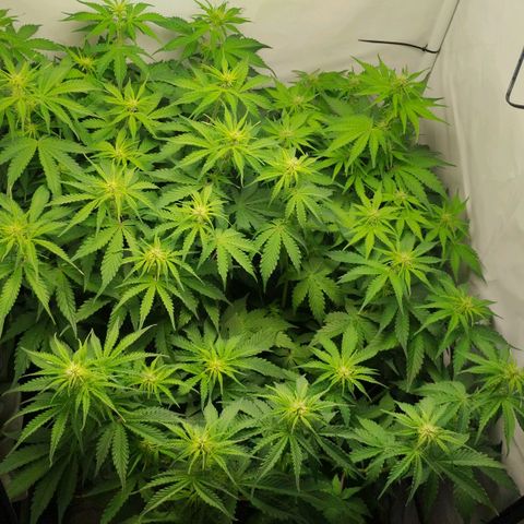 Goat'lato growlog timeline photo
