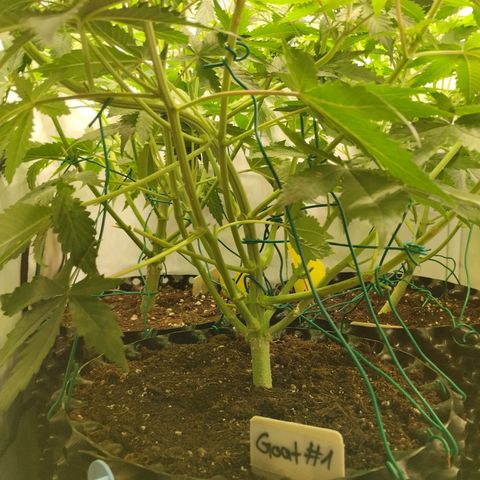 Goat'lato growlog timeline photo