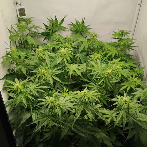 Goat'lato growlog timeline photo