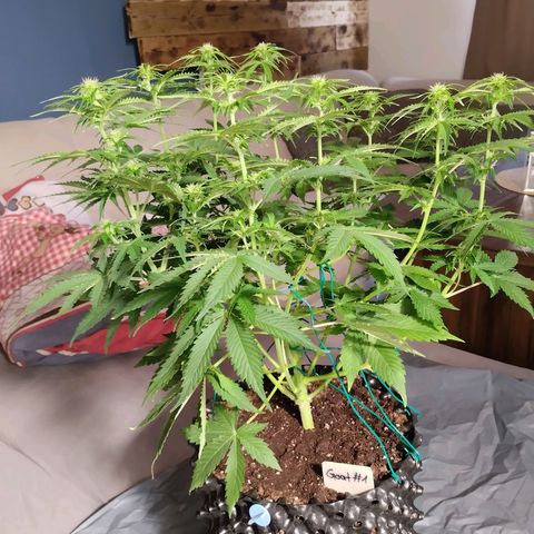 Goat'lato growlog timeline photo
