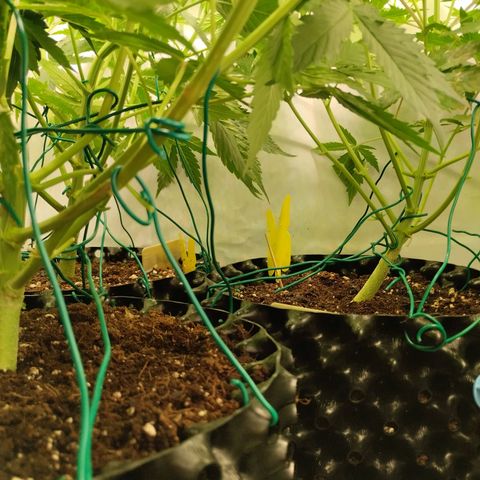 Goat'lato growlog timeline photo