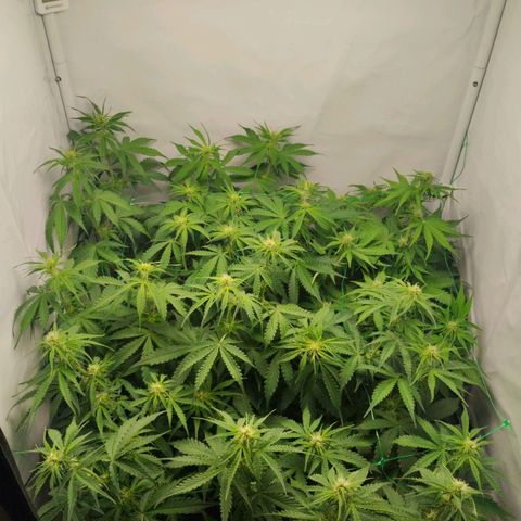 Goat'lato growlog timeline photo