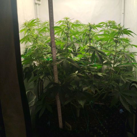Goat'lato growlog timeline photo
