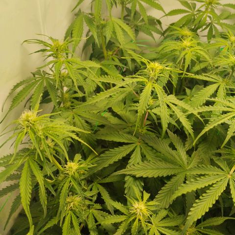 Goat'lato growlog timeline photo
