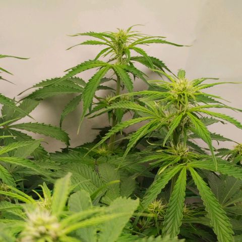 Goat'lato growlog timeline photo