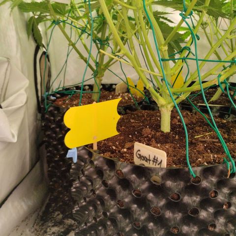 Goat'lato growlog timeline photo