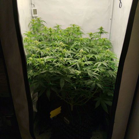 Goat'lato growlog timeline photo