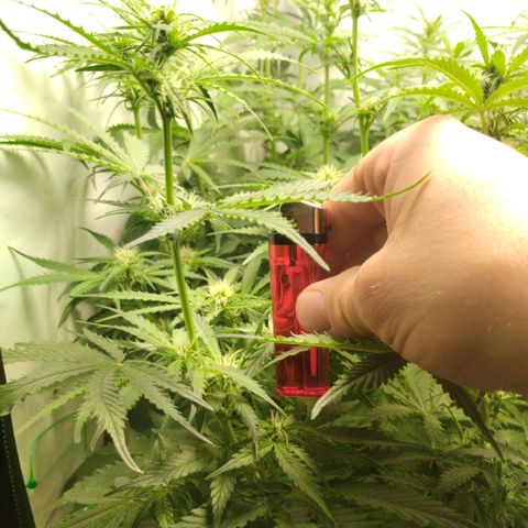 Goat'lato growlog timeline photo