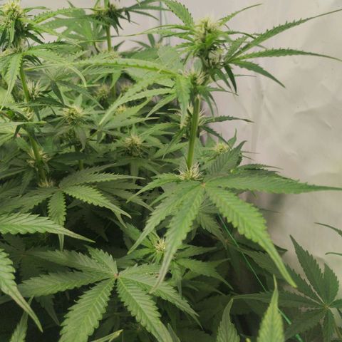 Goat'lato growlog timeline photo