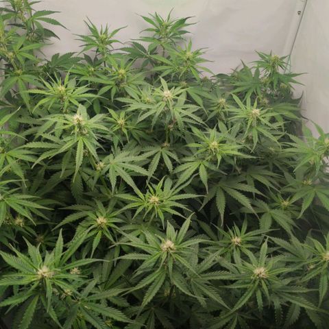 Goat'lato growlog timeline photo