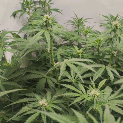 Goat'lato growlog timeline photo