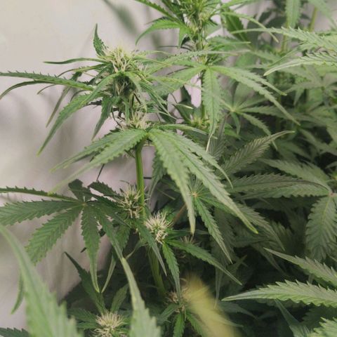 Goat'lato growlog timeline photo
