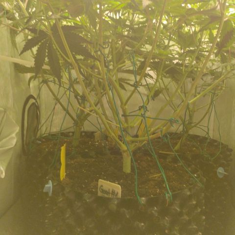 Goat'lato growlog timeline photo