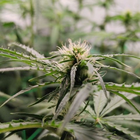 Goat'lato growlog timeline photo
