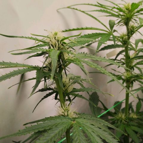 Goat'lato growlog timeline photo