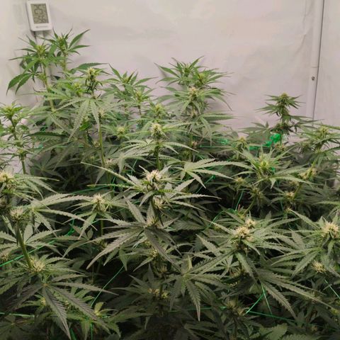 Goat'lato growlog timeline photo