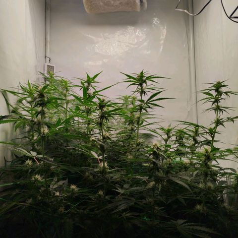 Goat'lato growlog timeline photo