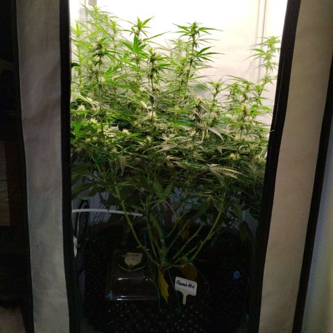 Goat'lato growlog timeline photo