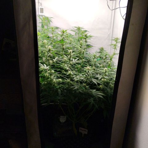 Goat'lato growlog timeline photo
