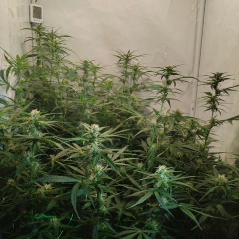 Goat'lato growlog timeline photo