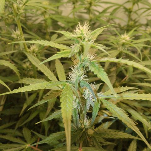 Goat'lato growlog timeline photo