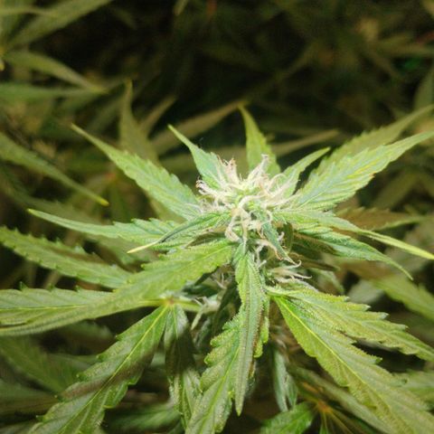 Goat'lato growlog timeline photo