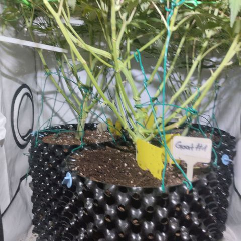 Goat'lato growlog timeline photo