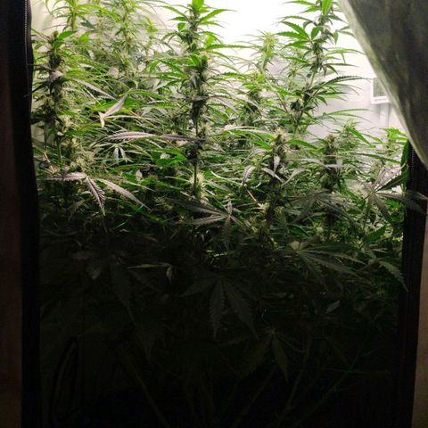Goat'lato growlog timeline photo