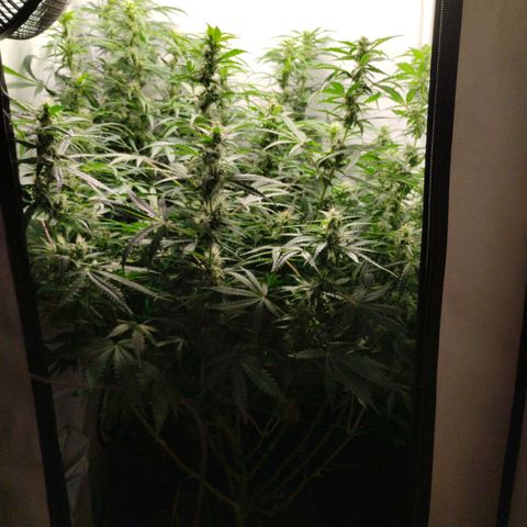 Goat'lato growlog photo: 66