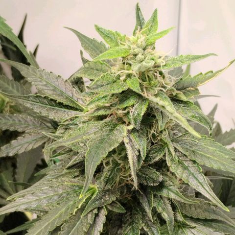 Goat'lato growlog timeline photo