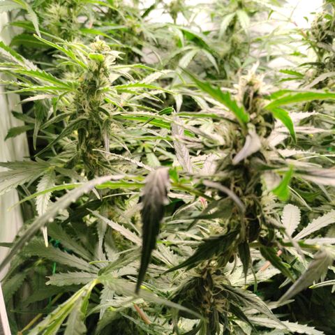 Goat'lato growlog timeline photo