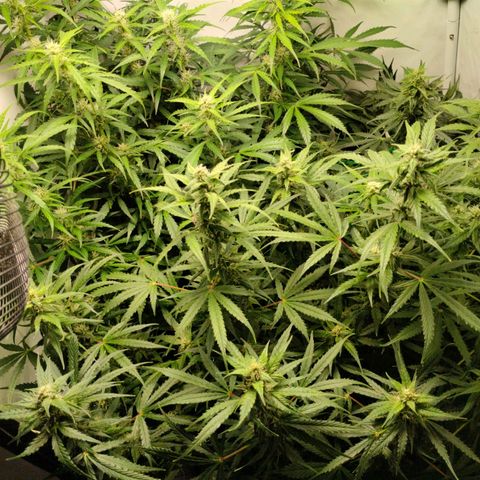 Goat'lato growlog photo: 66