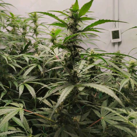 Goat'lato growlog photo: 66