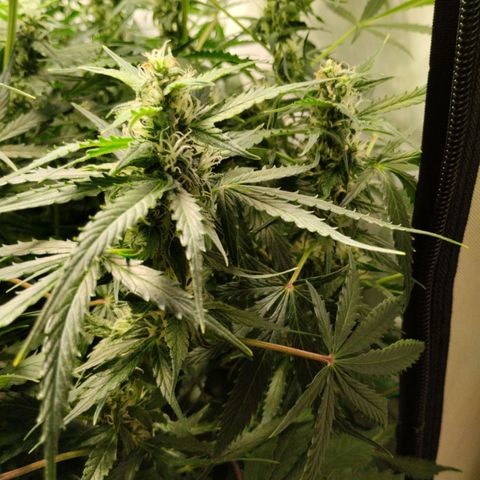 Goat'lato growlog photo: 66