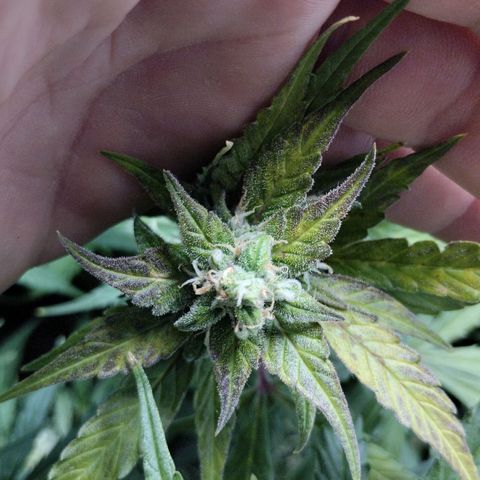 Goat'lato growlog timeline photo