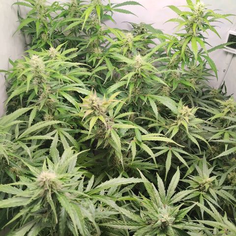 Goat'lato growlog timeline photo