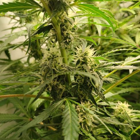 Goat'lato growlog timeline photo