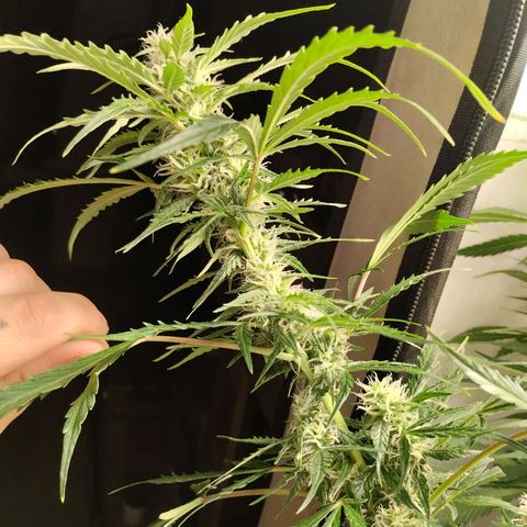 Goat'lato growlog timeline photo