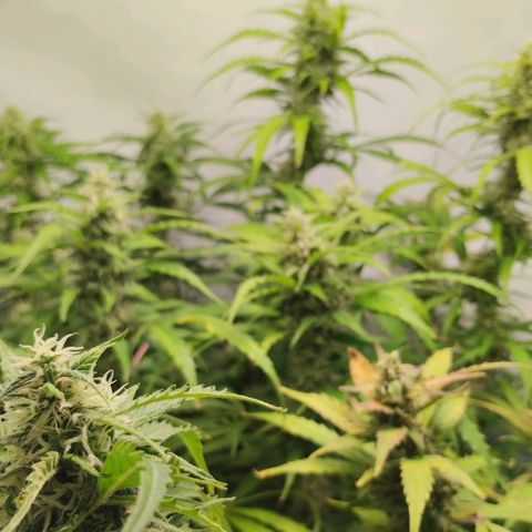 Goat'lato growlog timeline photo
