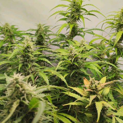 Goat'lato growlog timeline photo
