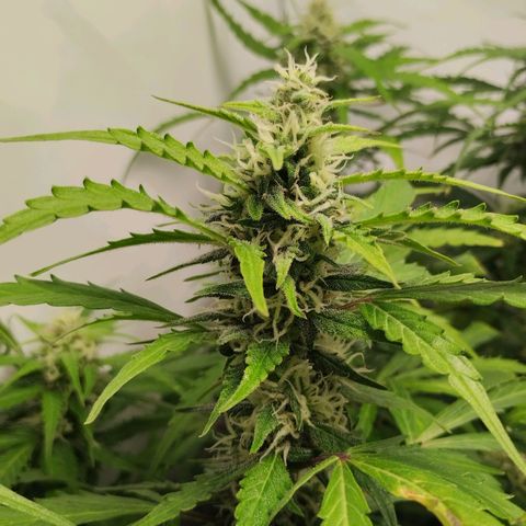 Goat'lato growlog timeline photo