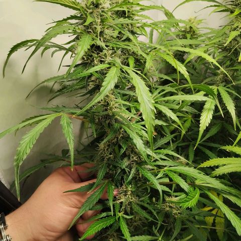 Goat'lato growlog timeline photo