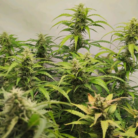 Goat'lato growlog timeline photo