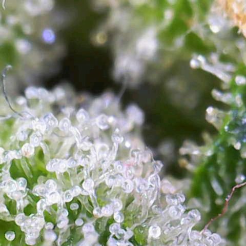 Goat'lato growlog timeline photo