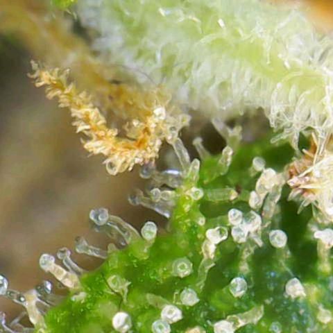 Goat'lato growlog timeline photo
