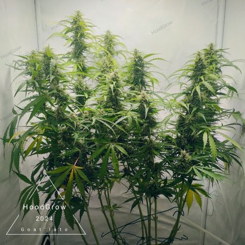 Goat'lato growlog timeline photo